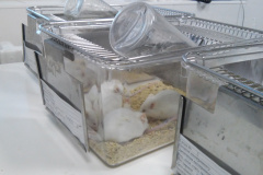 Lab mouses 1