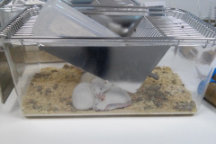Lab mouses 2