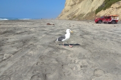Beaches in La Jolla