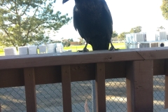 Birds in La Jolla