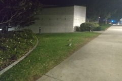 Rabbits in La Jolla