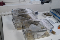 Lab mouses 3
