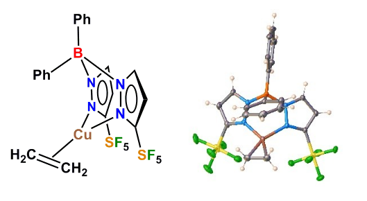 When SF5 outplays CF3: Effects of pentafluorosulfanyl decorated scorpionates on copper