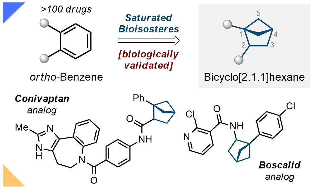 1,2-Disubstituted bicyclo[2.1.1]hexanes as saturated bioisosteres of ortho-substituted benzene