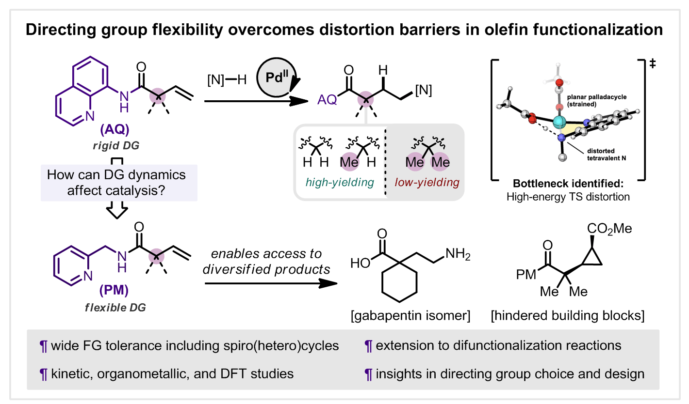 Mechanistically Guided Functionalization of α,α-Disubstituted Alkenyl Amides Enabled by a Conformationally Flexible Directing Auxiliary